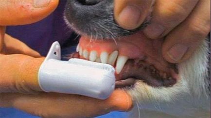 Változó fogak chihuahua és hogyan kell kezelni a fogak