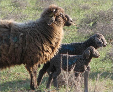 Смушеві породи овець, кривуляста порода овець