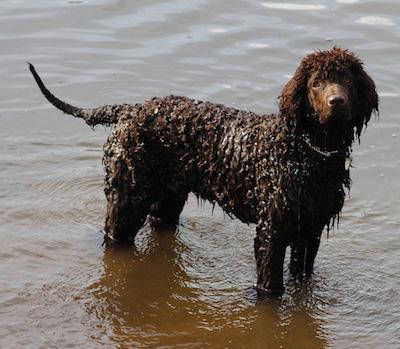 Câine de apă spanielă Ingrijirea irlandeză corespunzătoare, descrierea rasei și recenzii