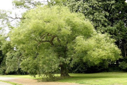 Sophora japonica