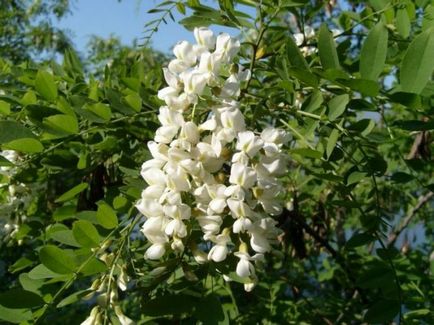 Sophora japonica