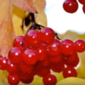 Burgonya juice a népi gyógyászatban, a használat és receptek (burgonya) Burgonya leve a népi gyógyászatban, a használat és receptek