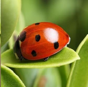 Dream Interpretare Ladybug