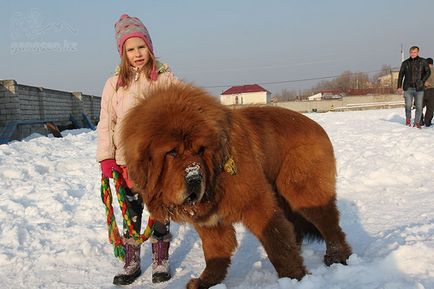 Сонник собака з двома головами, сонник