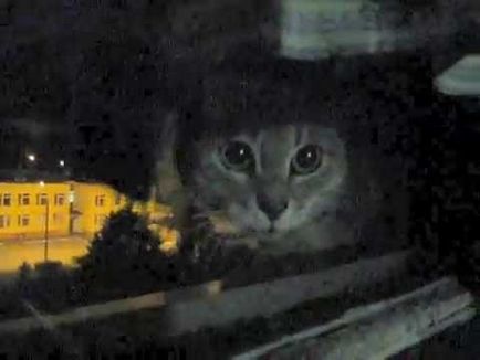 Pisica vecinului împotriva mea 2 (versiunea de noapte) pe