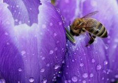 Sfaturi pentru prietenii miere florale și padeevyy
