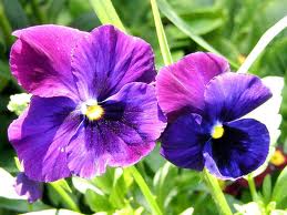 Sfaturi pentru îngrijirea violetelor, a florilor de interior, a grădinii