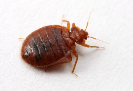 Azt jelenti Cucaracha poloska használati utasítást, ár, áttekintésre, hogyan kell tenyészteni (eszközök) Azt jelenti Cucaracha poloska használati utasítást, ár, áttekintésre, hogyan kell tenyészteni