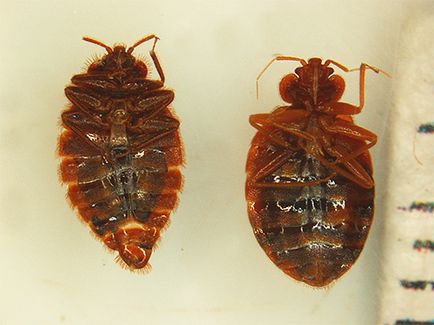Remediu pentru bug-uri cucaracha comentarii și instrucțiuni de utilizare