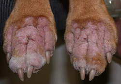 Стафілококова інфекція у собак - як лікувати стафілокок у собак в москві