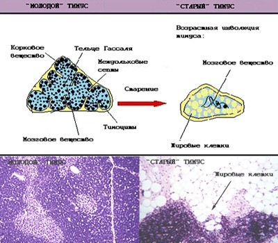 Îmbătrânirea și creșterea susceptibilității unei persoane la infecții