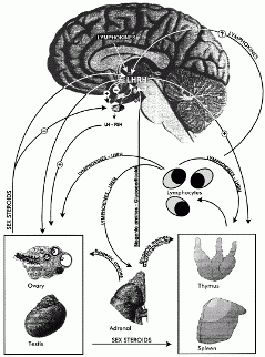 Îmbătrânirea și creșterea susceptibilității unei persoane la infecții