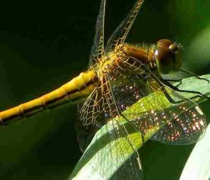 Dragonfly - vânătoarea cu ochii mari