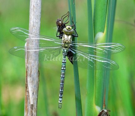 Dragonfly de la propriile mâini plastiline