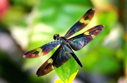 Dragonfly de la propriile mâini plastiline