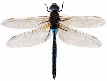 Dragonfly din mâinile proprii plastilinei