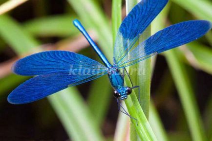 Dragonfly de la propriile mâini plastiline