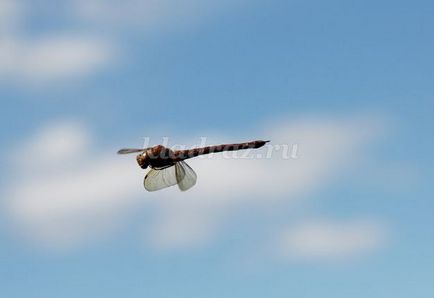 Dragonfly de la propriile mâini plastiline