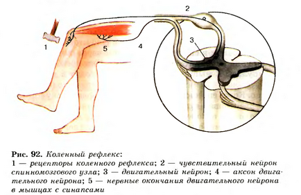 Structura sistemului nervos