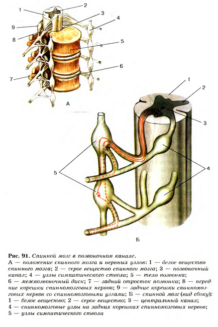 Будова нервової системи