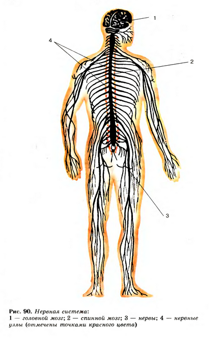 Structura sistemului nervos