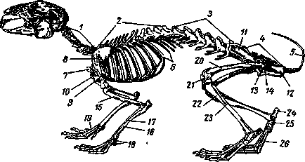 Будова скелета кролика