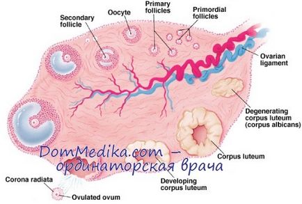 Structura ovarului