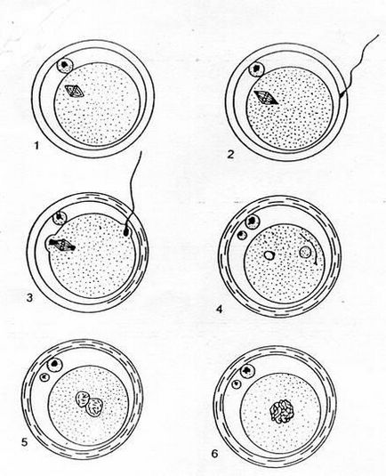 Structura oului și fertilizarea acestuia, corpul galben și semnificația sa - stadopedia