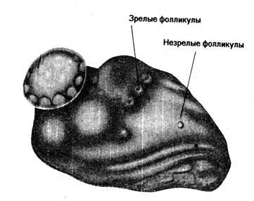 Structura oului și fertilizarea acestuia, corpul galben și semnificația sa - stadopedia