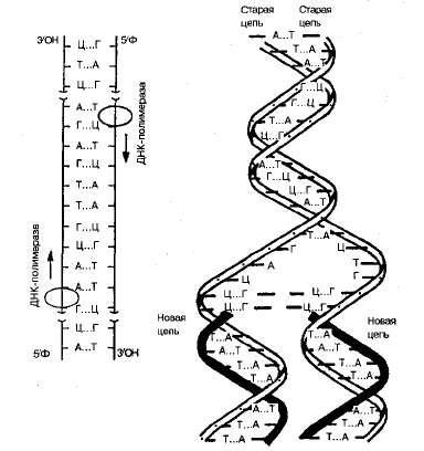 Structura acizilor ribonucleici (ARN)