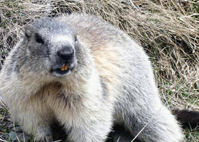 Marmotele și veverițele de pământ, lumea animalelor sunt cele mai periculoase și mai agresive animale din lume