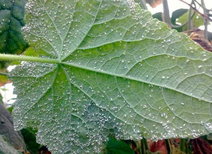 Greenfly de seră - dăunător al unui teren închis