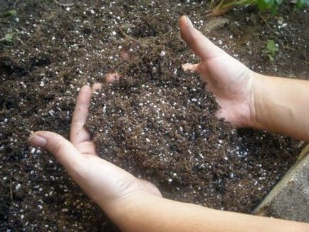 Greenhouse polikarbonát őszi kezelés kártevők és betegségek ellen, hogyan kell gondoskodni, takarítás,