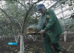 Теплиця з полікарбонату восени обробка від шкідників і хвороб, як доглядати, прибирання,