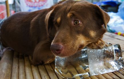 Тепловий удар у собаки ознаки, симптоми і лікування, все про собак