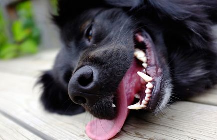 Accident vascular cerebral la câine semne, simptome și tratament, totul despre câini