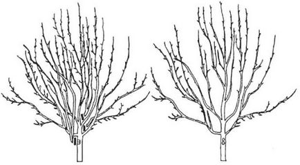 Tehnologia de tăiere a perelor pentru grădinari începători