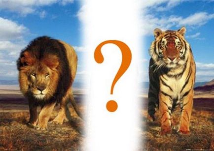 Tiger vs. Lion