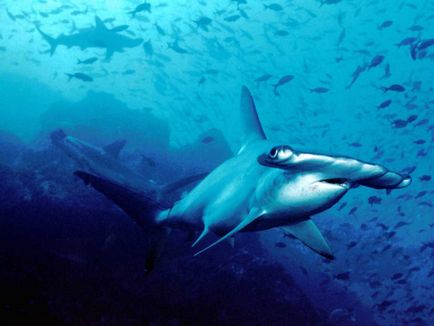 Noul descoperit ciudat rechin ninja și alte 17 specii neobișnuite de rechini