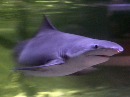 Тільки що виявлена ​​дивна акула-ніндзя і ще 17 незвичайних видів акул