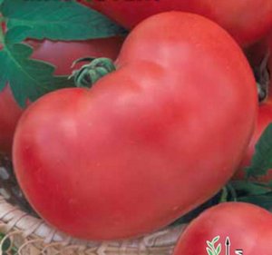Томат - м'ясистий красень опис сорту, характеристики помідор, рекомендації по догляду