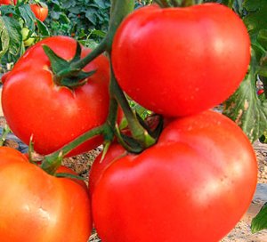 Tomato-carne descriere frumos a soiului, caracteristicile roșii, recomandări pentru îngrijire
