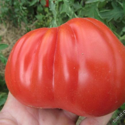 O suta de tomate de pood, recenzii ale celor care le-au plantat