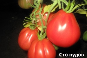 Tomat - caracterizarea și descrierea osoasă a soiului - plantele magice