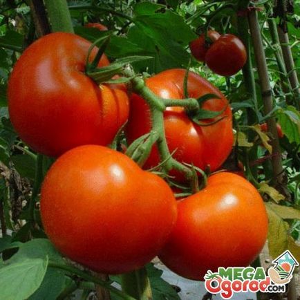 Tomato Jaguar f1 Caracteristici Specii și Reguli de Creștere