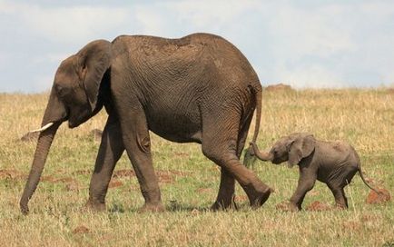 Top 25 fotografii blânde care dezvăluie îngrijirea animalelor despre copiii lor