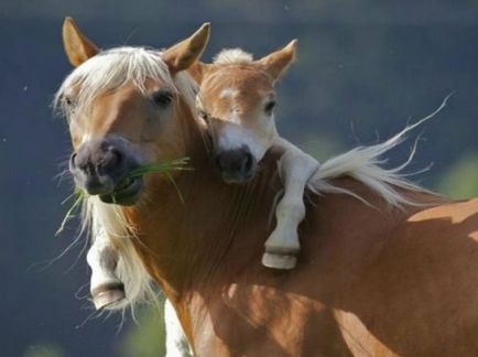 Top 25 fotografii blânde care dezvăluie îngrijirea animalelor despre copiii lor