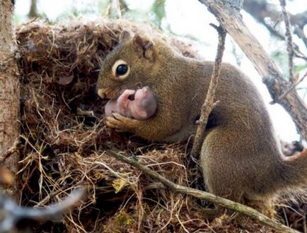 Top 25 fotografii blânde care dezvăluie îngrijirea animalelor despre copiii lor