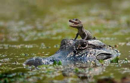 Top 25 fotografii blânde care dezvăluie îngrijirea animalelor despre copiii lor