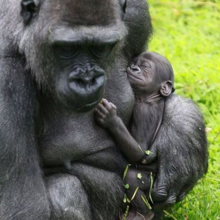 Top 25 fotografii blânde care dezvăluie îngrijirea animalelor despre copiii lor